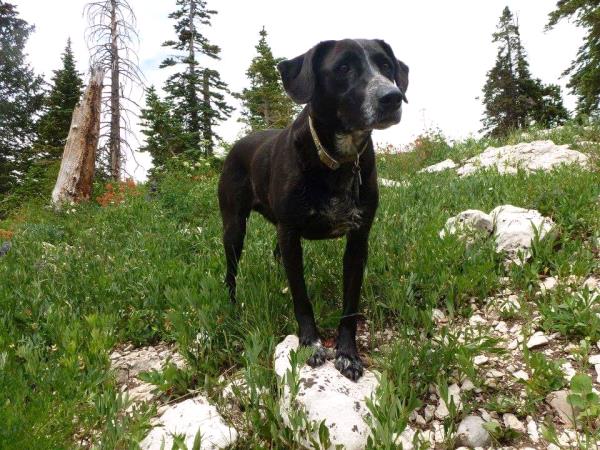 /Images/uploads/Humane Society of Utah/HSUCalendar/entries/1347thumb.jpg